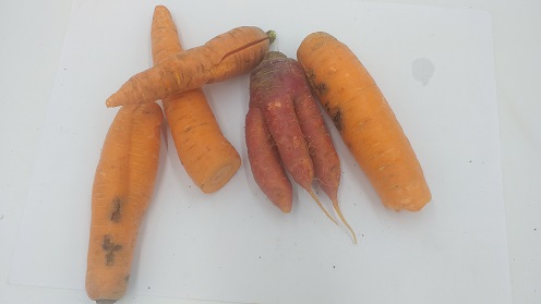 Carottes (déclassées)